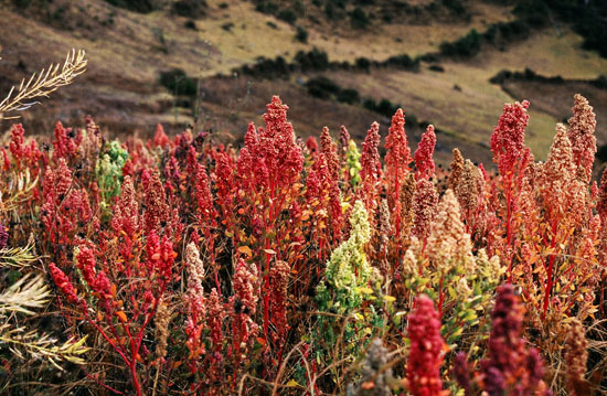 Quinoa plants in the Andes mountains; photo courtesy Maurice Chedel
